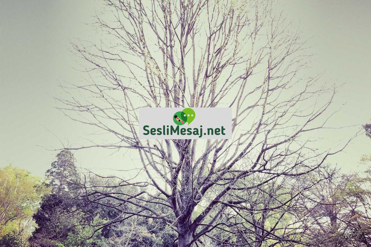 Asya Sohbet: Uzak Doğu’dan Arkadaşlıklar ve Kültürel Paylaşım