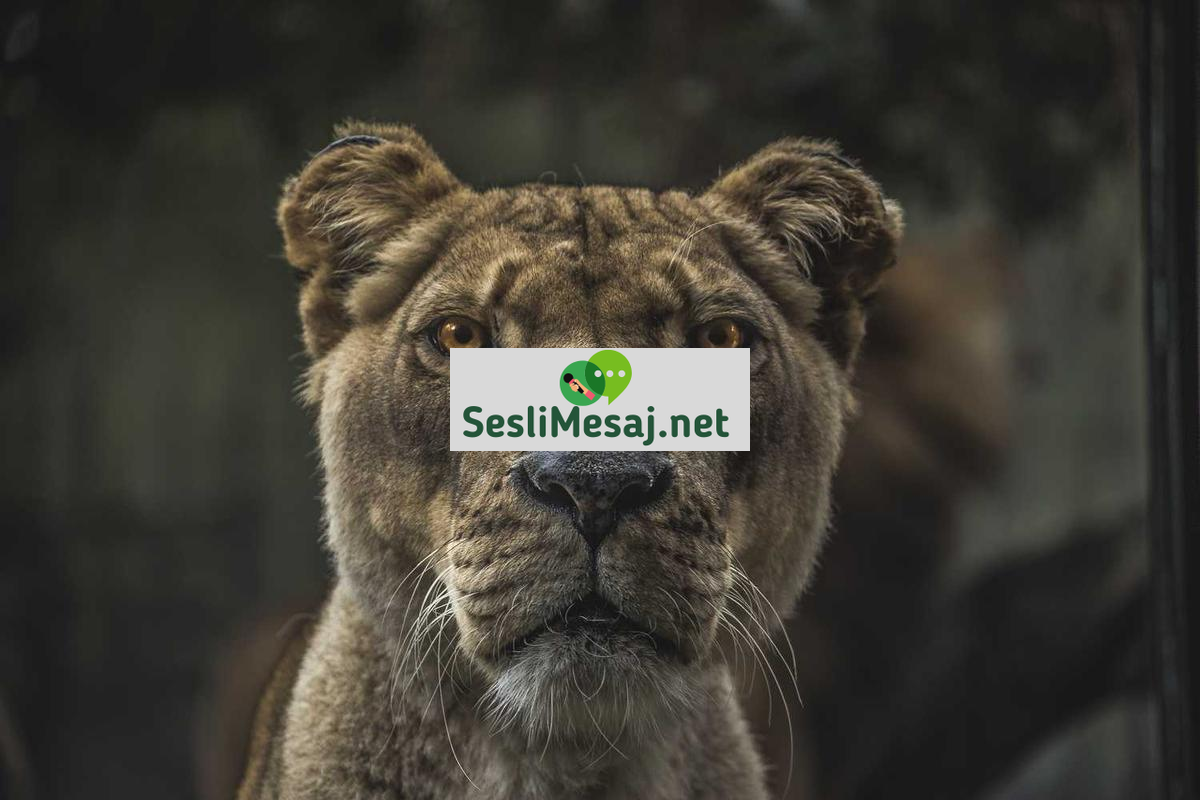 Badoo Canlı Chat: Badoo’da Anlık Yazılı İletişim