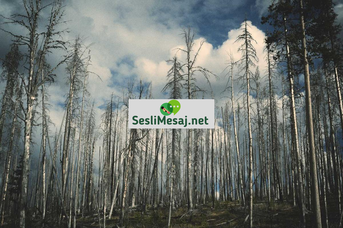 Bilinç ve Zihin Sohbeti: Nörobilim ve Felsefe