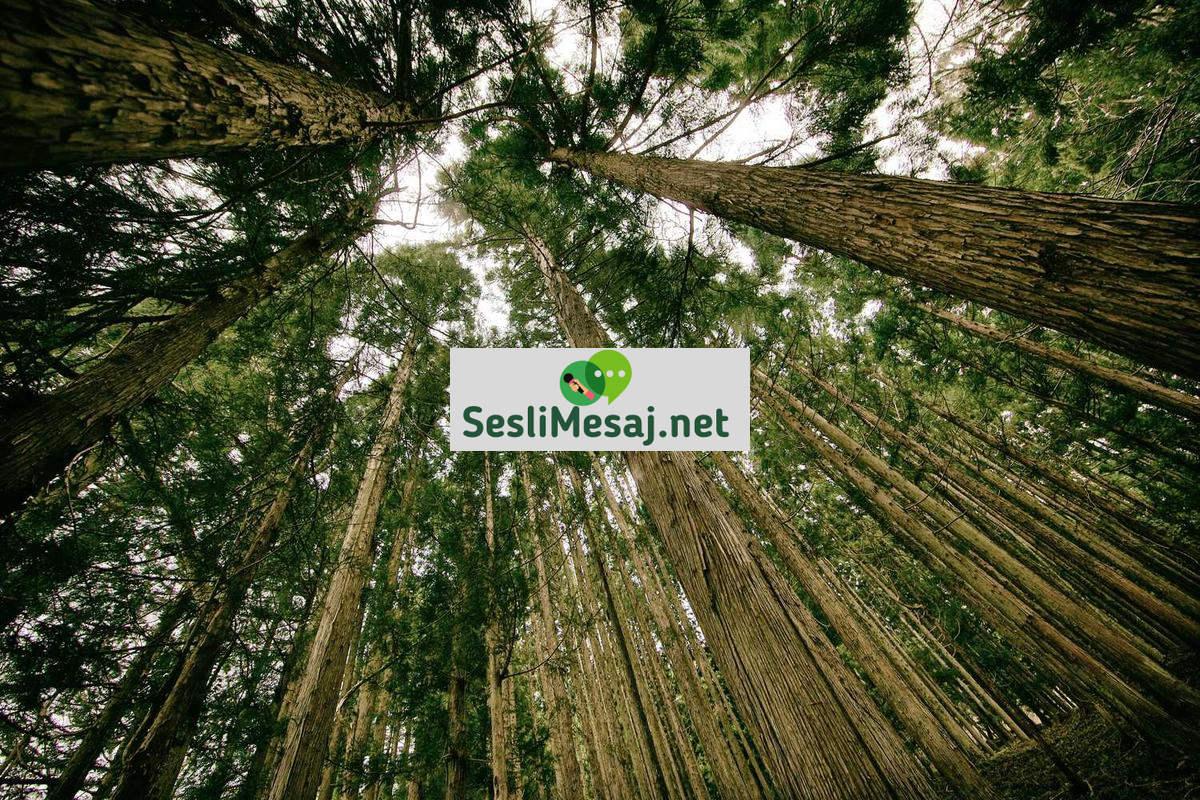 Blockchain ve Finans Sohbeti: DeFi ve Merkezi Olmayan Finans