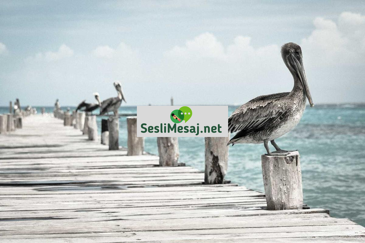 Canlı Yayın Sohbet: Etkileşimli Yayıncılığın Geleceği