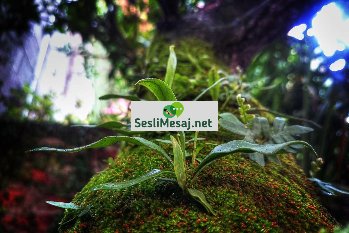 Chat İstatistik Sohbeti: Kullanıcı Verileri Analizi