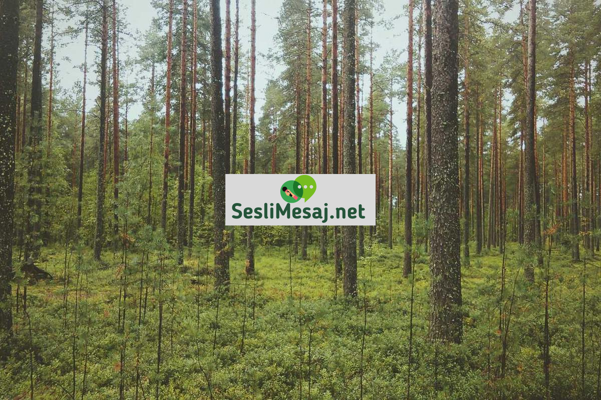 DJ’lik Teknikleri Sohbeti: Müzik Karıştırma ve Performans