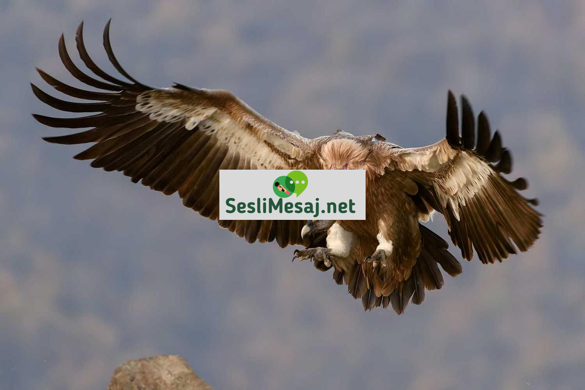 Duygusal Zeka Geliştirme Kursları Sohbeti: Eğitim