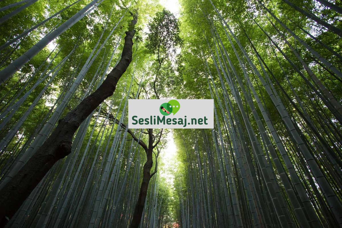 Finansal Okuryazarlık ve Yatırım Stratejileri Sohbeti: Bilinç