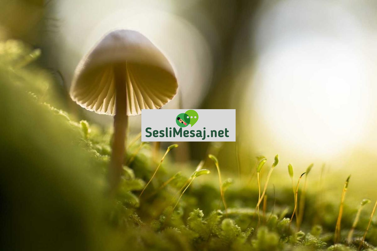 Genetik Mühendisliği Sohbeti: Etik ve İnsanlık Üzerindeki Etkisi