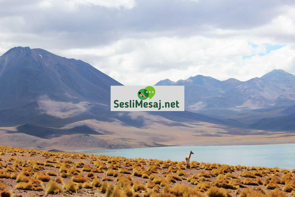 Kripto Para ve Vergi Danışmanlığı Sohbeti: Yasal Bilgiler