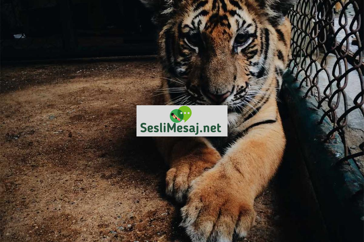 Kış Sohbeti: Soğuk Havada Sıcak İletişim