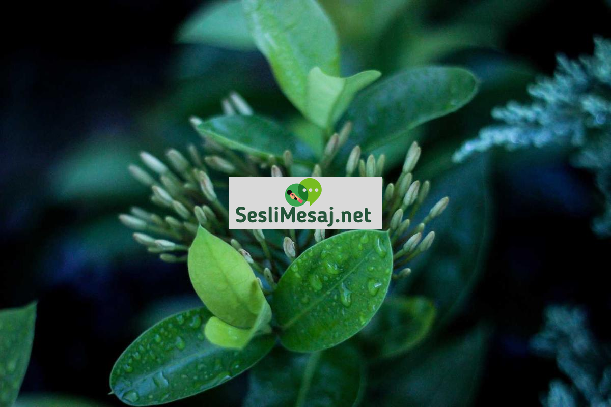 Mentorluk Sohbeti: Çevrimiçi Platformlarda Rehberlik Alma