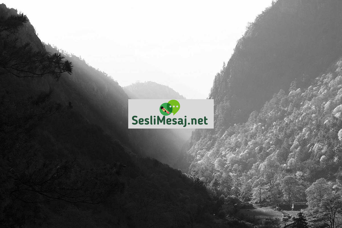 NFT Sanatı ve Dijital Koleksiyonculuk Sohbeti: Trendler