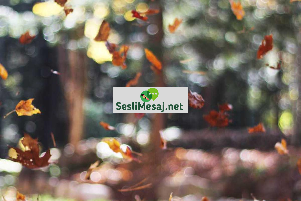 Online Flörtte Güven Oluşturma Sohbeti: Şeffaflık