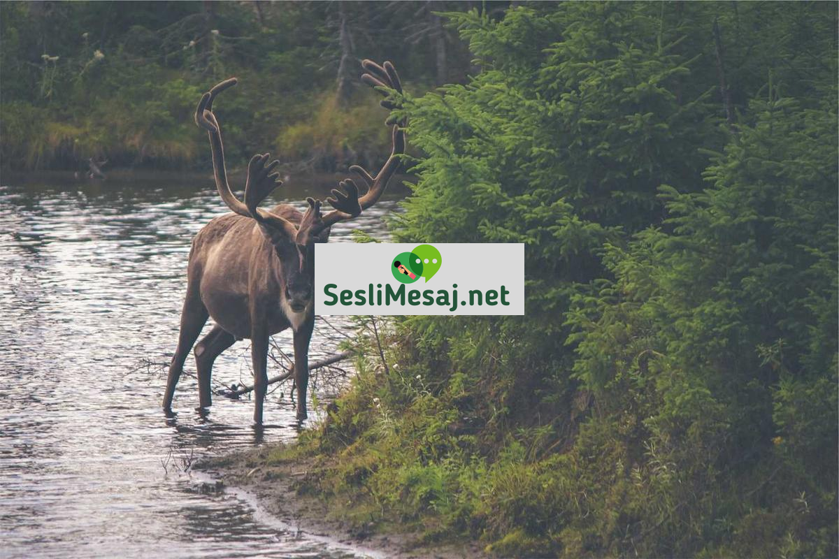 Orta Çağ Felsefesi Sohbeti: İnanç ve Akıl Tartışmaları