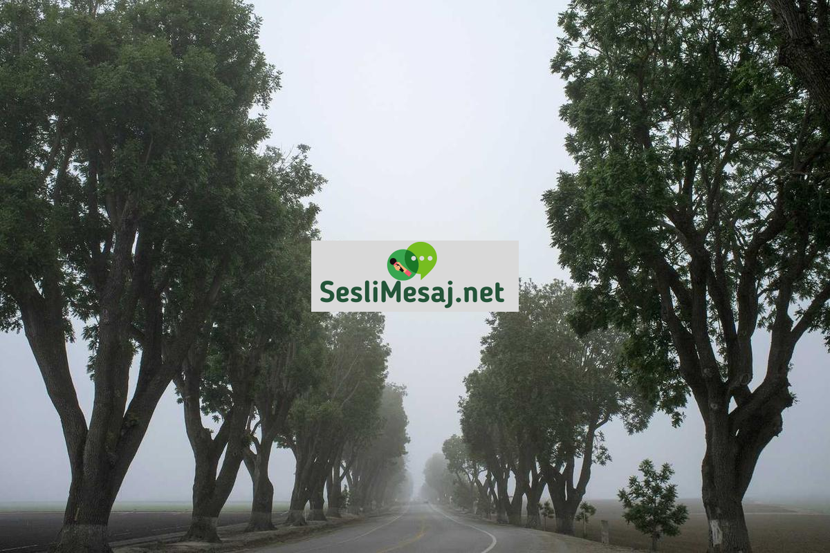 Paranormal Olaylar Sohbeti: Bilim ve Metafizik Arası Tartışmalar