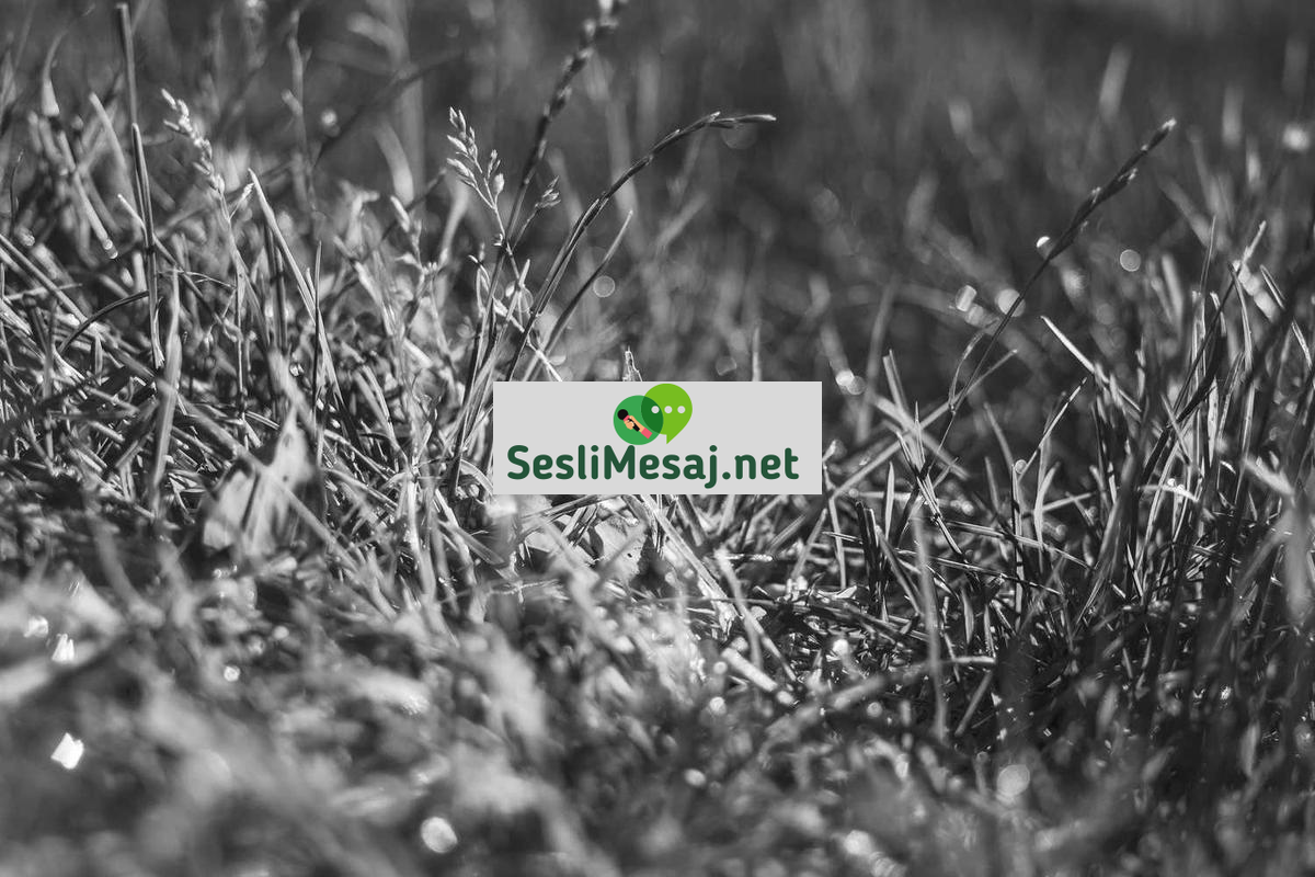 Robotik Kodlama Sohbeti: Çocuklar İçin Programlama