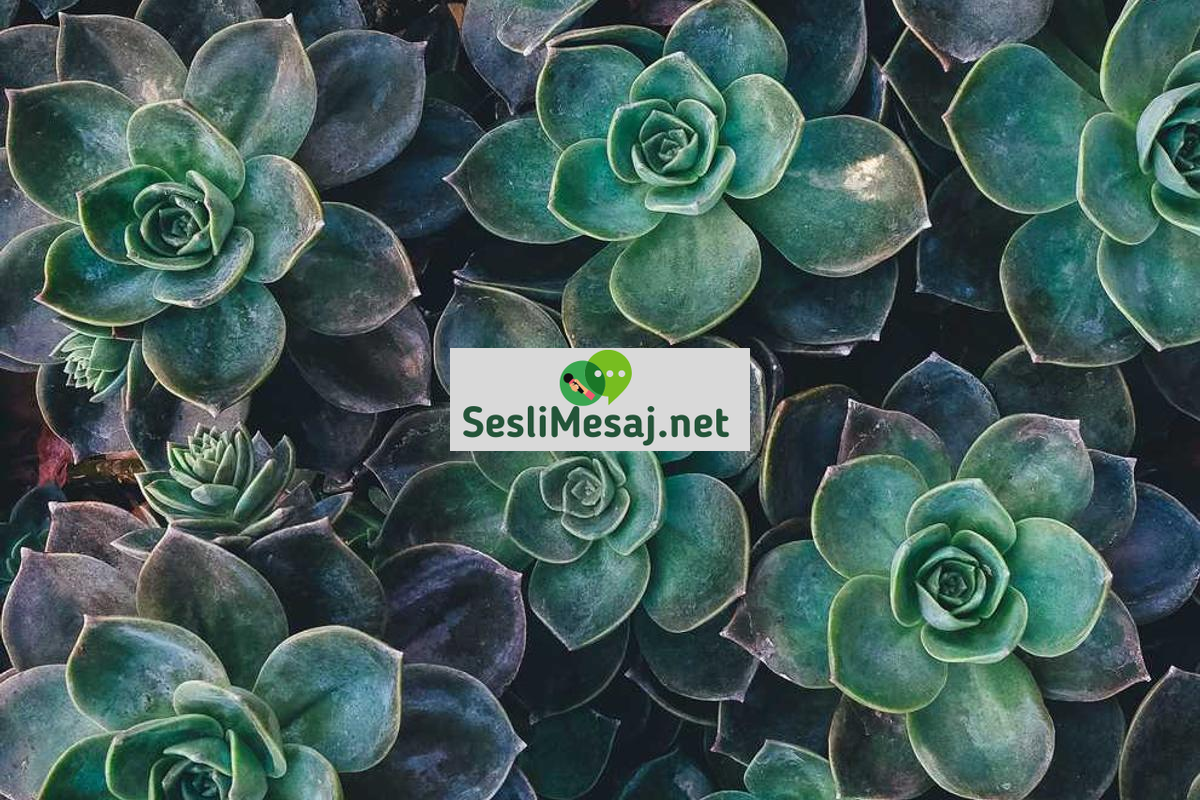 Sesli Sohbet: Konuşmanın Gücünü Dijital Platformlara Taşıma