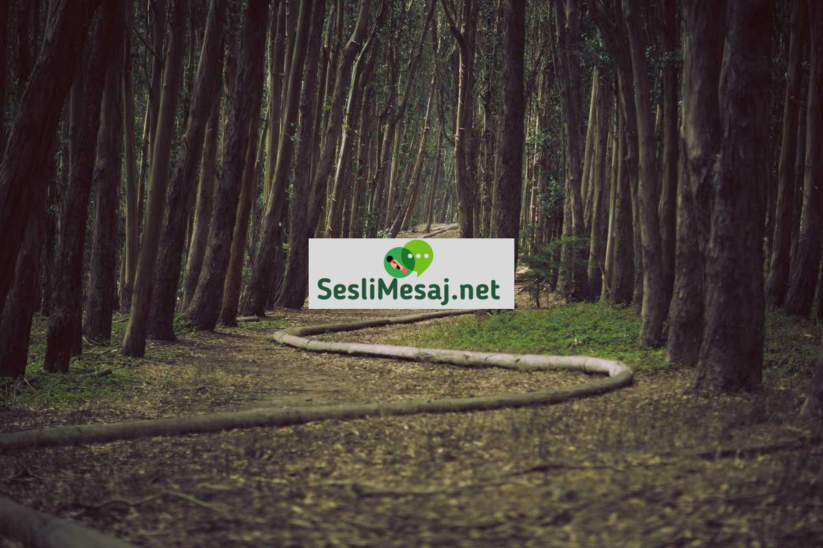 Trol Avcılığı Sohbeti: Çevrimiçi Tacizle Mücadele