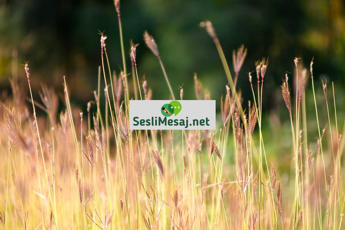 Voleybol Milli Takım Sohbeti: Ulusal Başarılar ve Turnuvalar