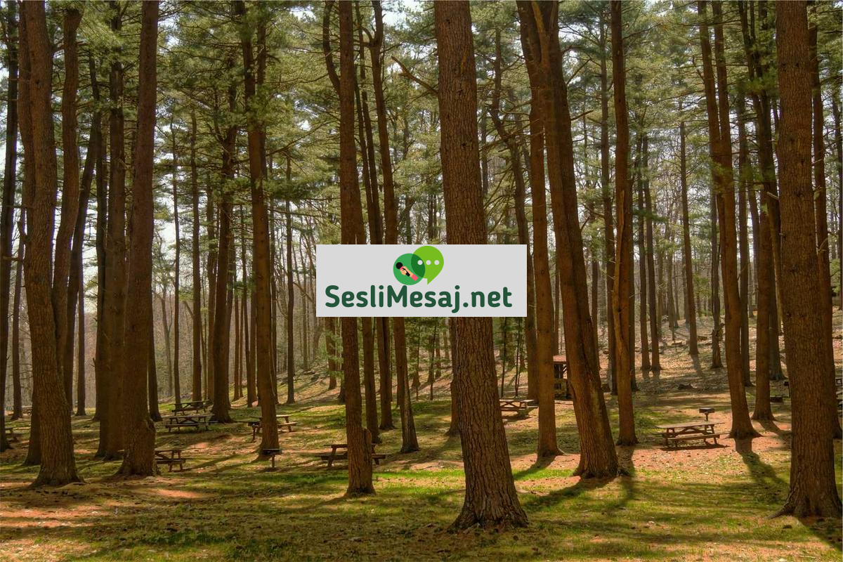 Yetişkin Sohbet: Olgun İlişkiler İçin Doğru Platform Seçimi