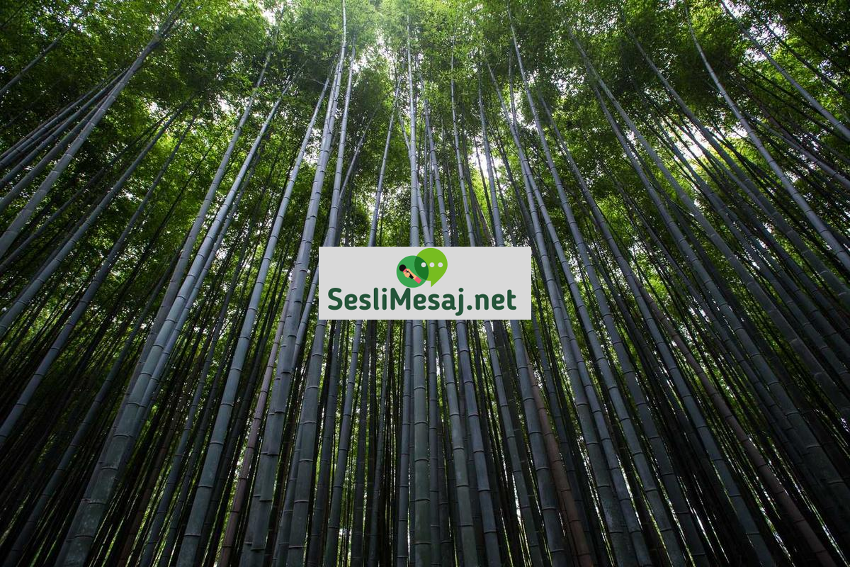 Ziyaretçi İstatistik Sohbeti: Platform Erişim Analizi