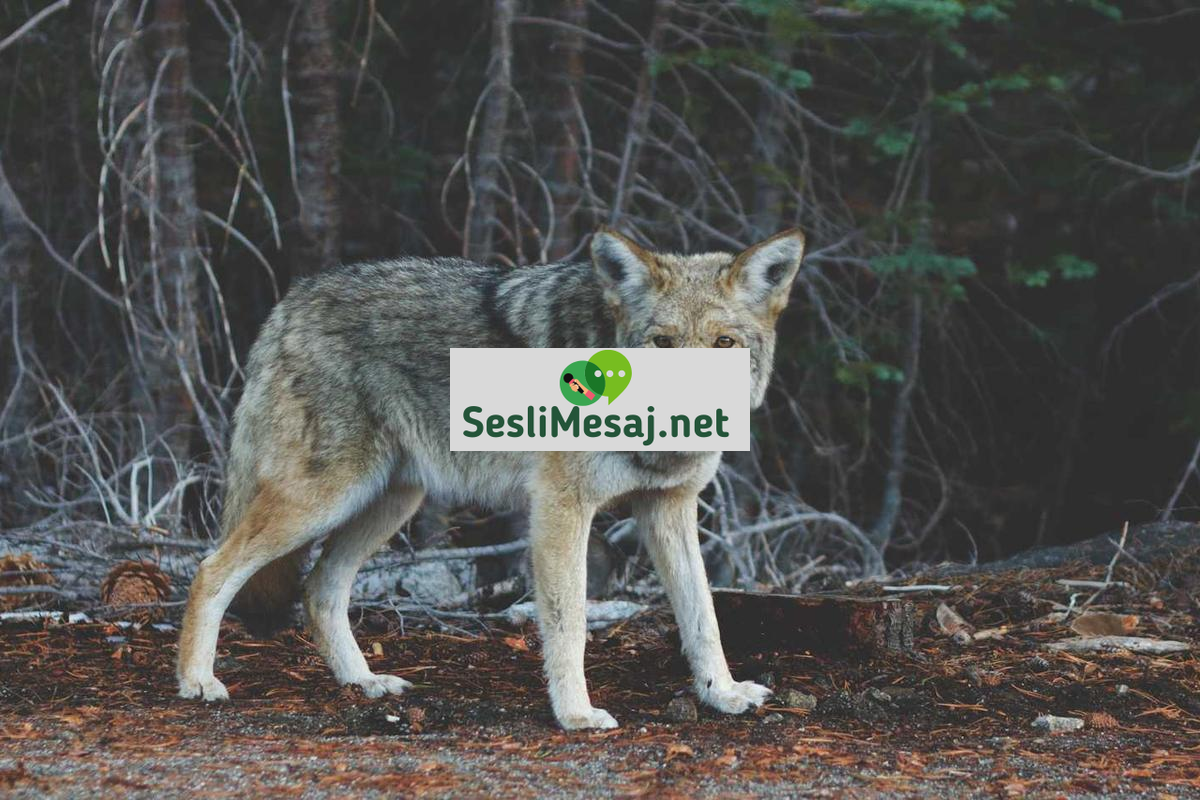 Z Kuşağı Sohbeti: Gençlerin Dijital İletişim Alışkanlıkları