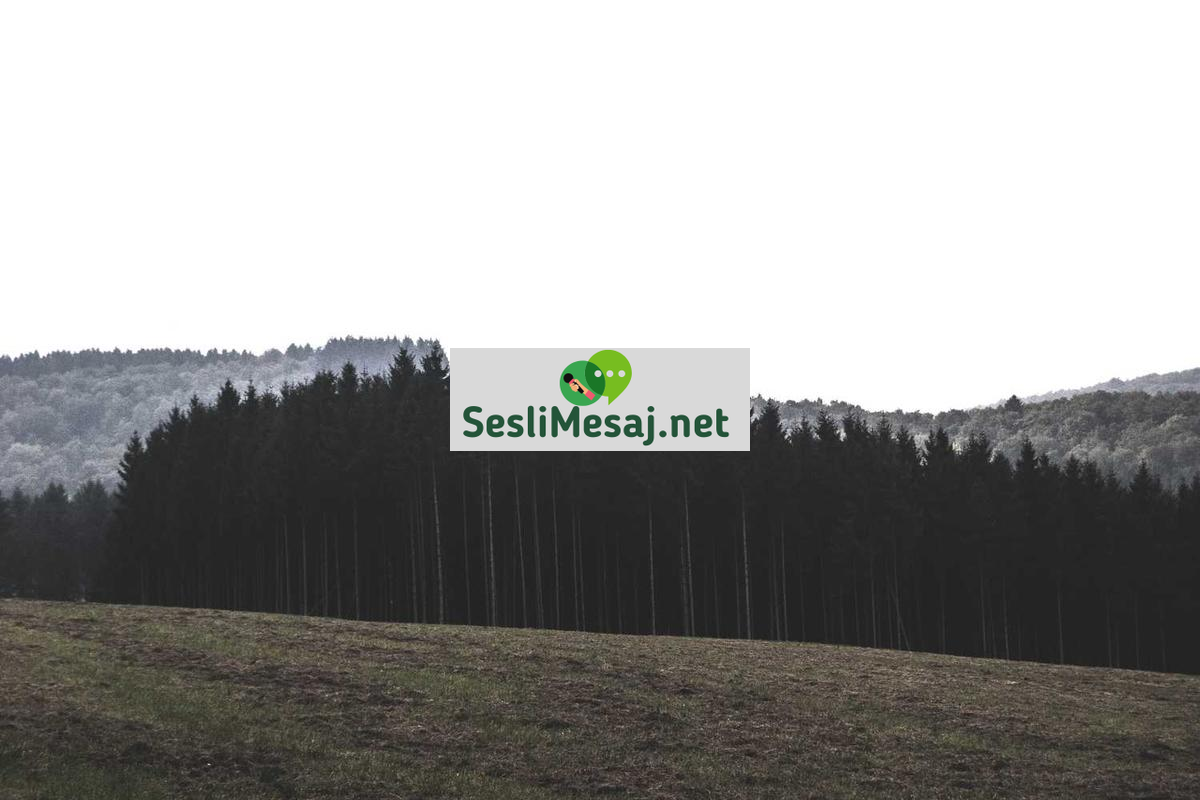 Akılcı Sohbet: Mantığa Dayalı Analiz ve İletişim