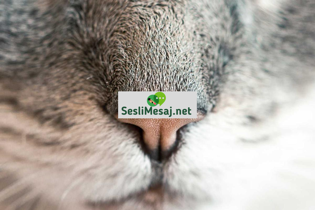 Çakra Sohbeti: Enerji Merkezleri ve Dengesi