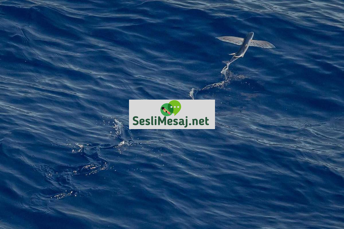 Chat ile Yeni Arkadaş Edin: Sosyal Çevreyi Genişletme Yolları