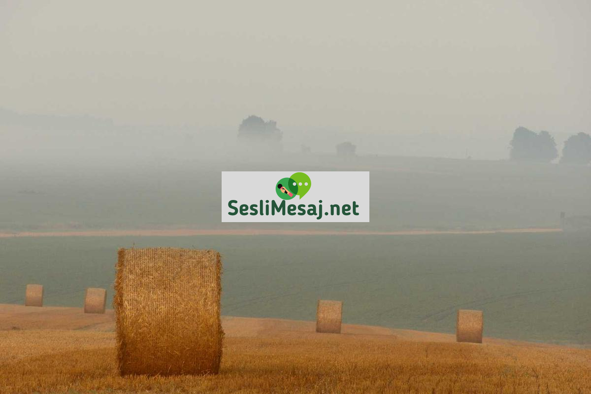 Chat Rehber Yazıları: Platform Kullanım Kılavuzları