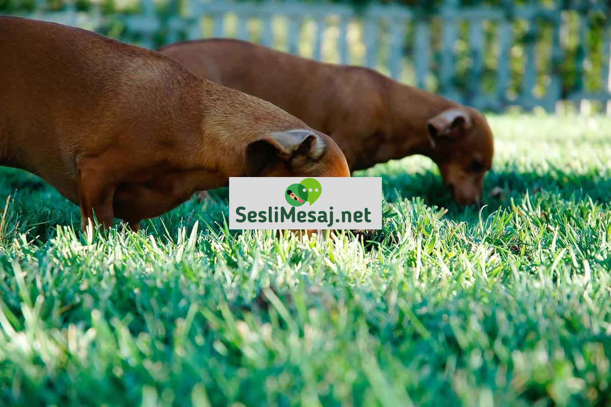 Dijital Halkla İlişkiler Sohbeti: Online İtibar