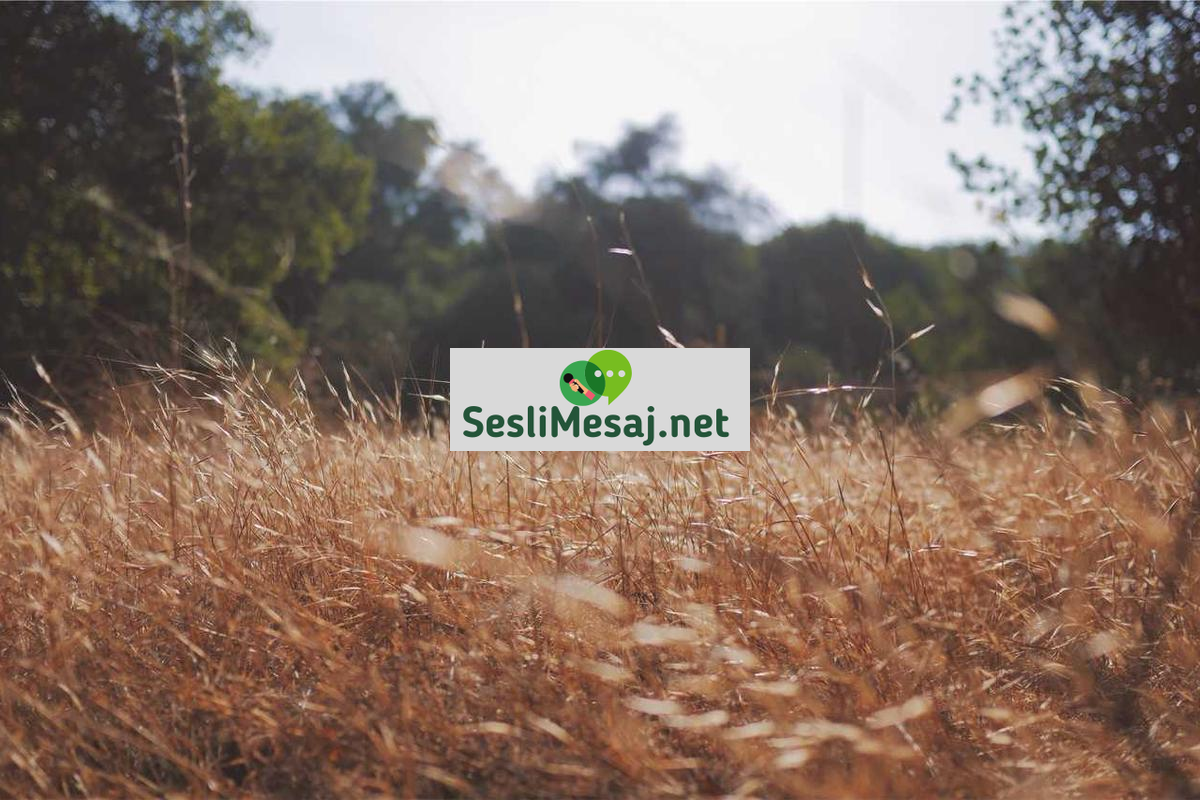 Dinleme Sanatı Sohbeti: Aktif ve Anlayışlı Dinleme