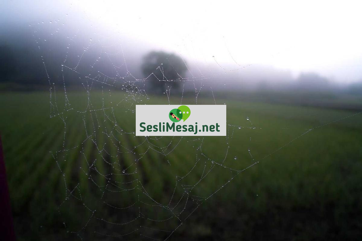 Dövmelerin Anlamları Sohbeti: Sembolizm ve Hikayeler