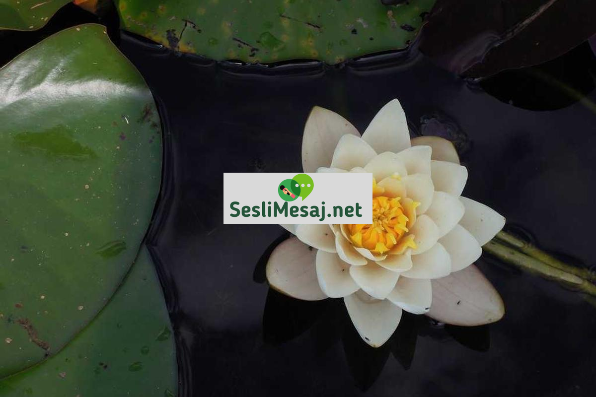 Ebeveynlikte Çocuklarda Okul Başarısı Sohbeti: Destek