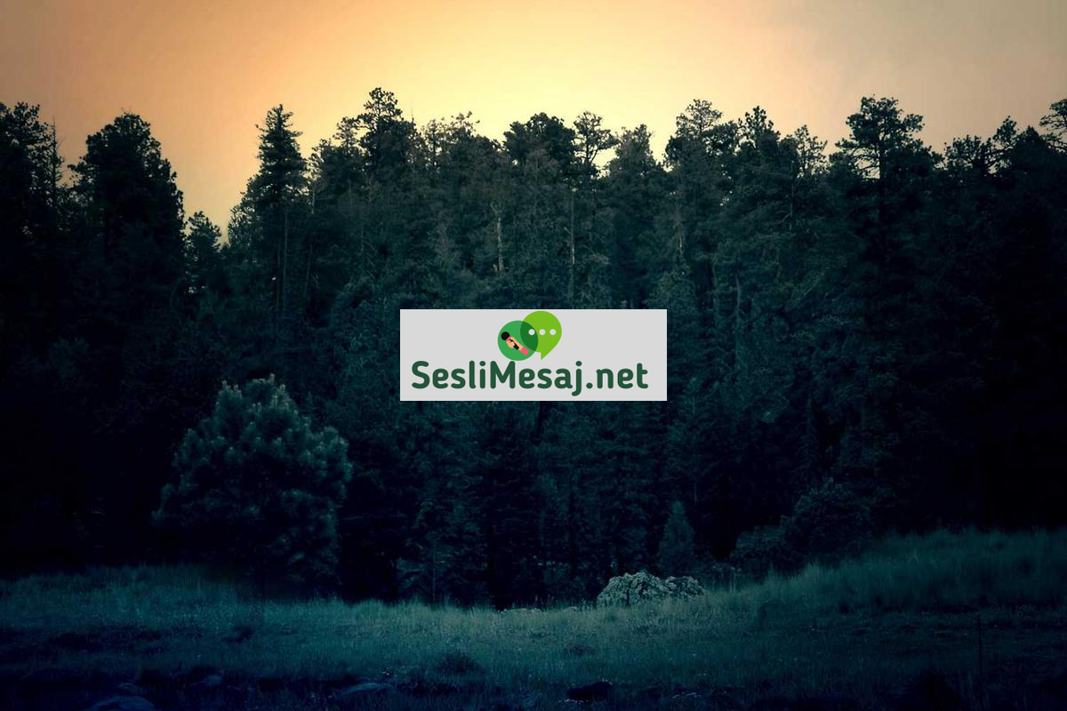 Ebeveynlikte Çocukların Sosyal Becerileri Sohbeti: Gelişim