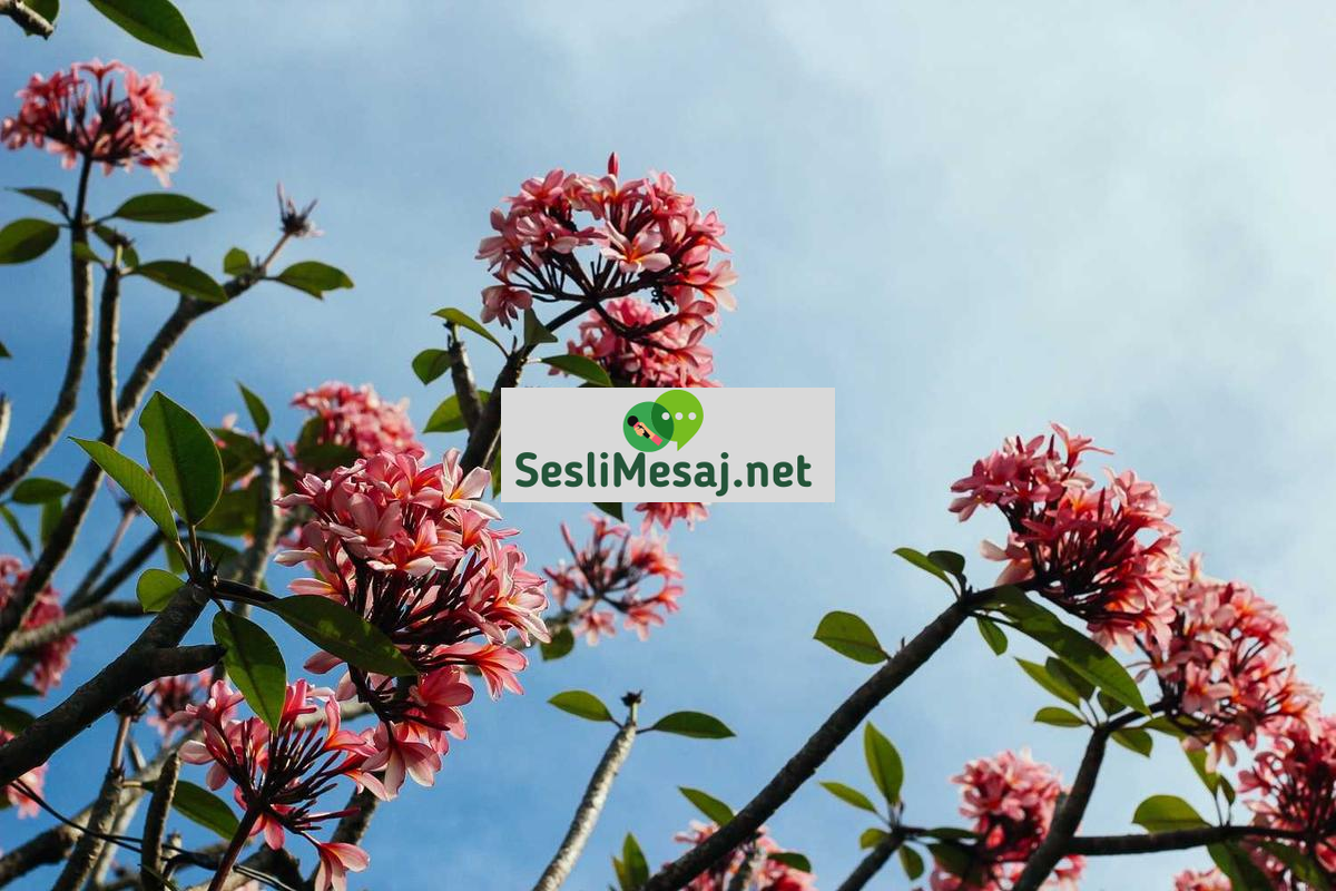 Edebiyatın Toplumsal Eleştiri Rolü Sohbeti: Roman