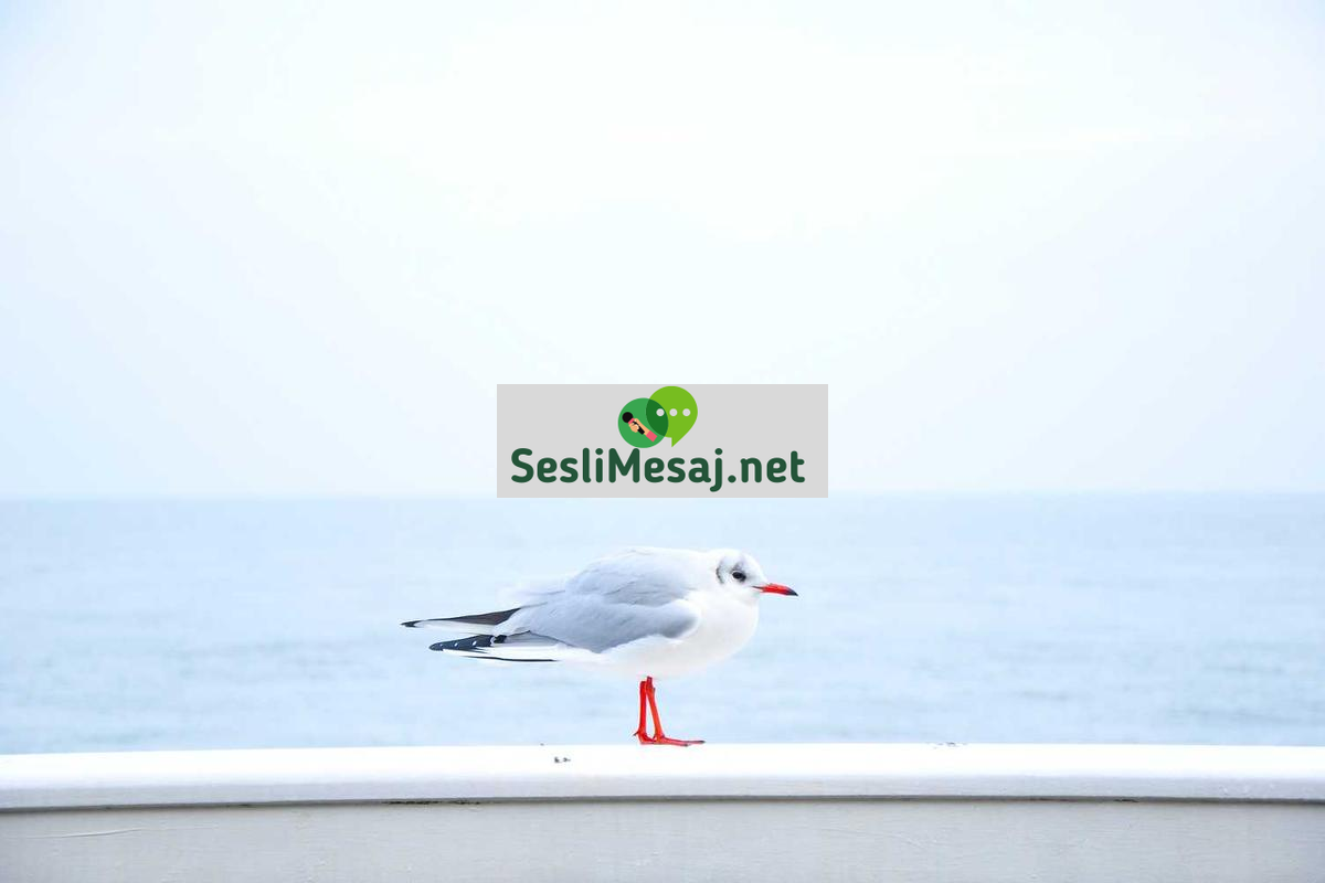 Edirne Sohbet: Trakya Bölgesinin Çevrimiçi İletişimi