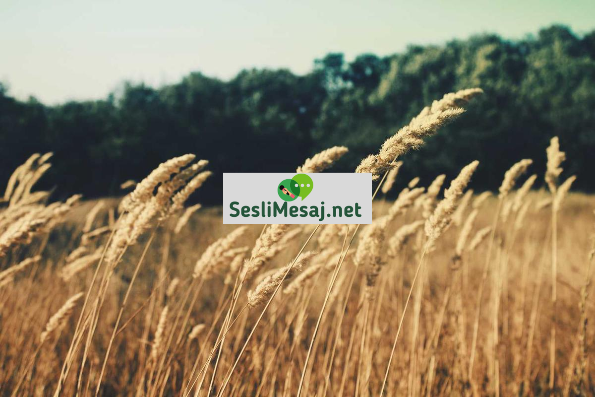 Emekli Sohbet: Emeklilik Dönemi Sosyal İletişimi