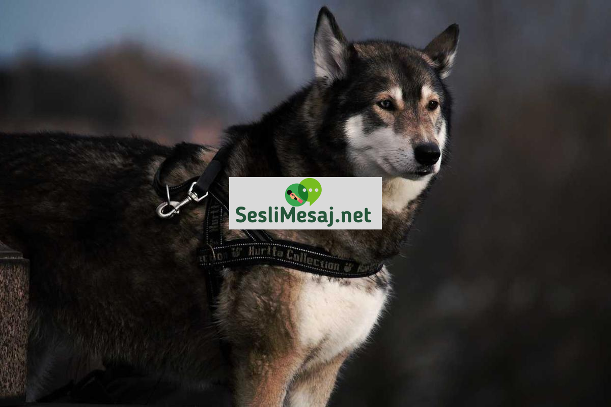 Emlak Yatırımında Kiracı Seçimi Sohbeti: Risk