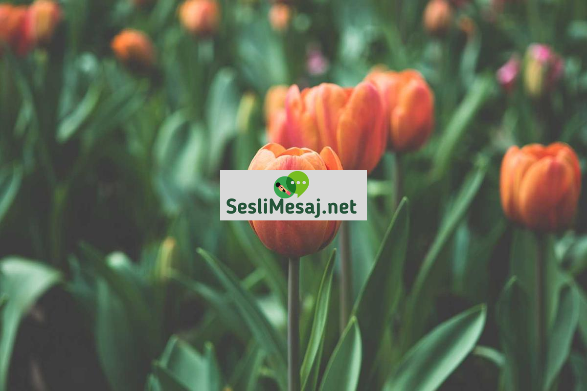 Engellilere Sohbet: Engellilerin Sosyal İletişimi