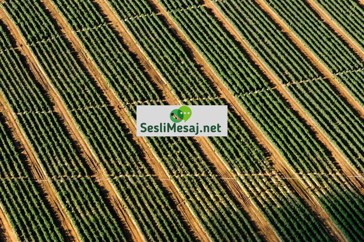 Erişilebilir Chat: Engellilere Özel İletişim Platformları