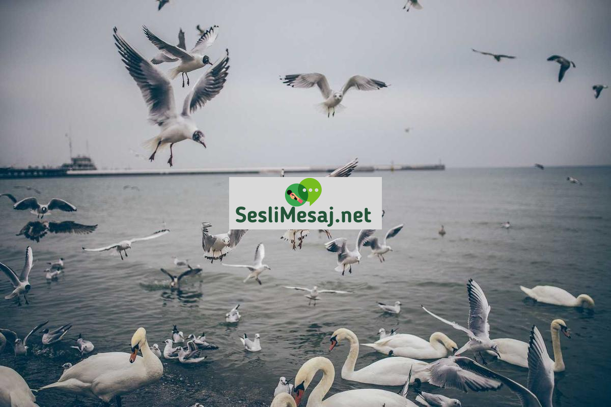 E-Spor Takımlarında Analistlik Sohbeti: Veri