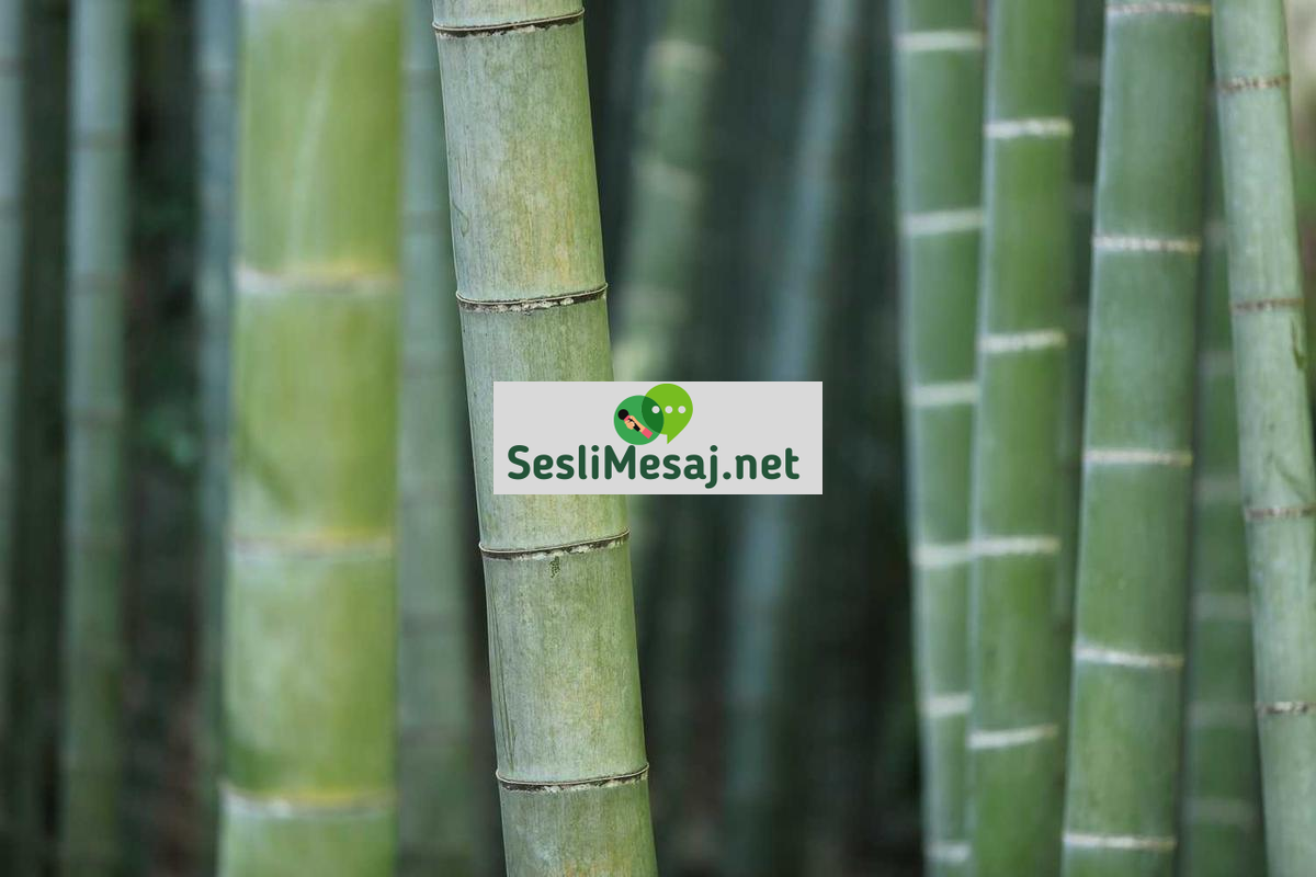 Etik Hacker Eğitimleri Sohbeti: Kariyer Yolları