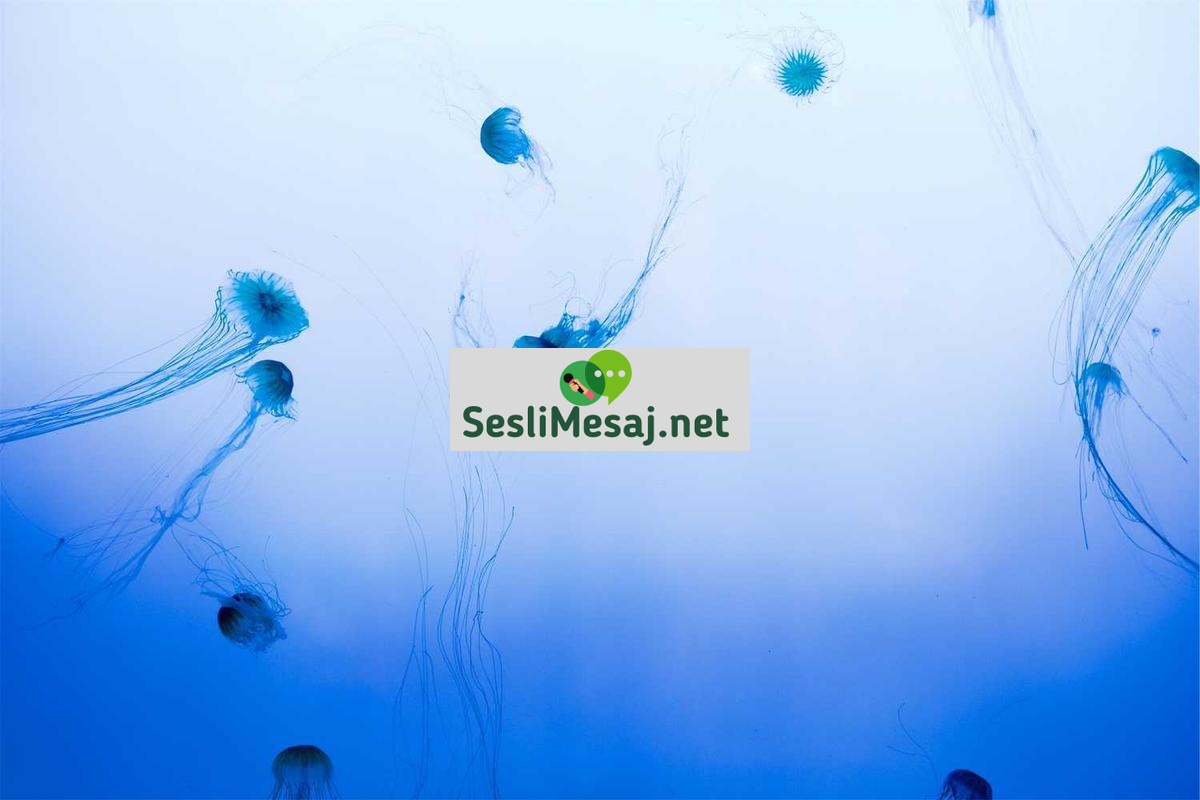 Felsefe ve Siyaset Sohbeti: Yönetim Biçimleri