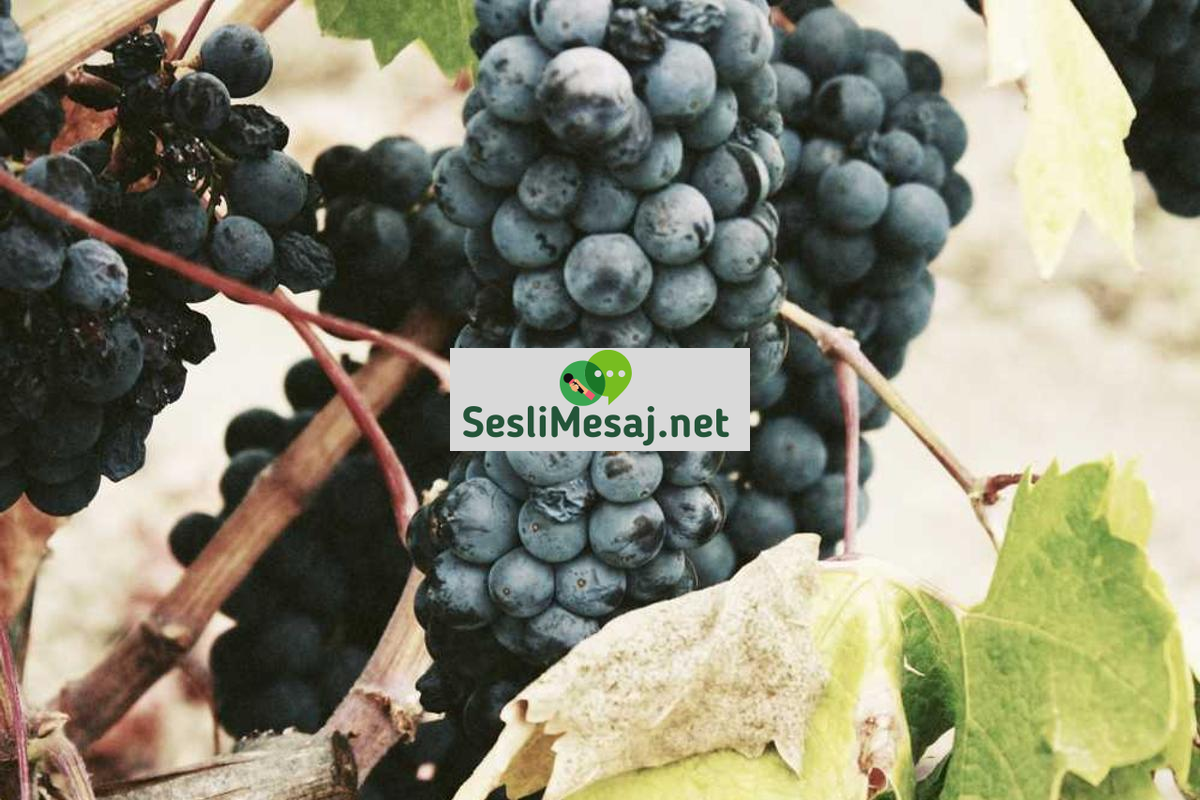 Felsefi Tartışmalarda Bilgi Teorisi Sohbeti: Hakikat