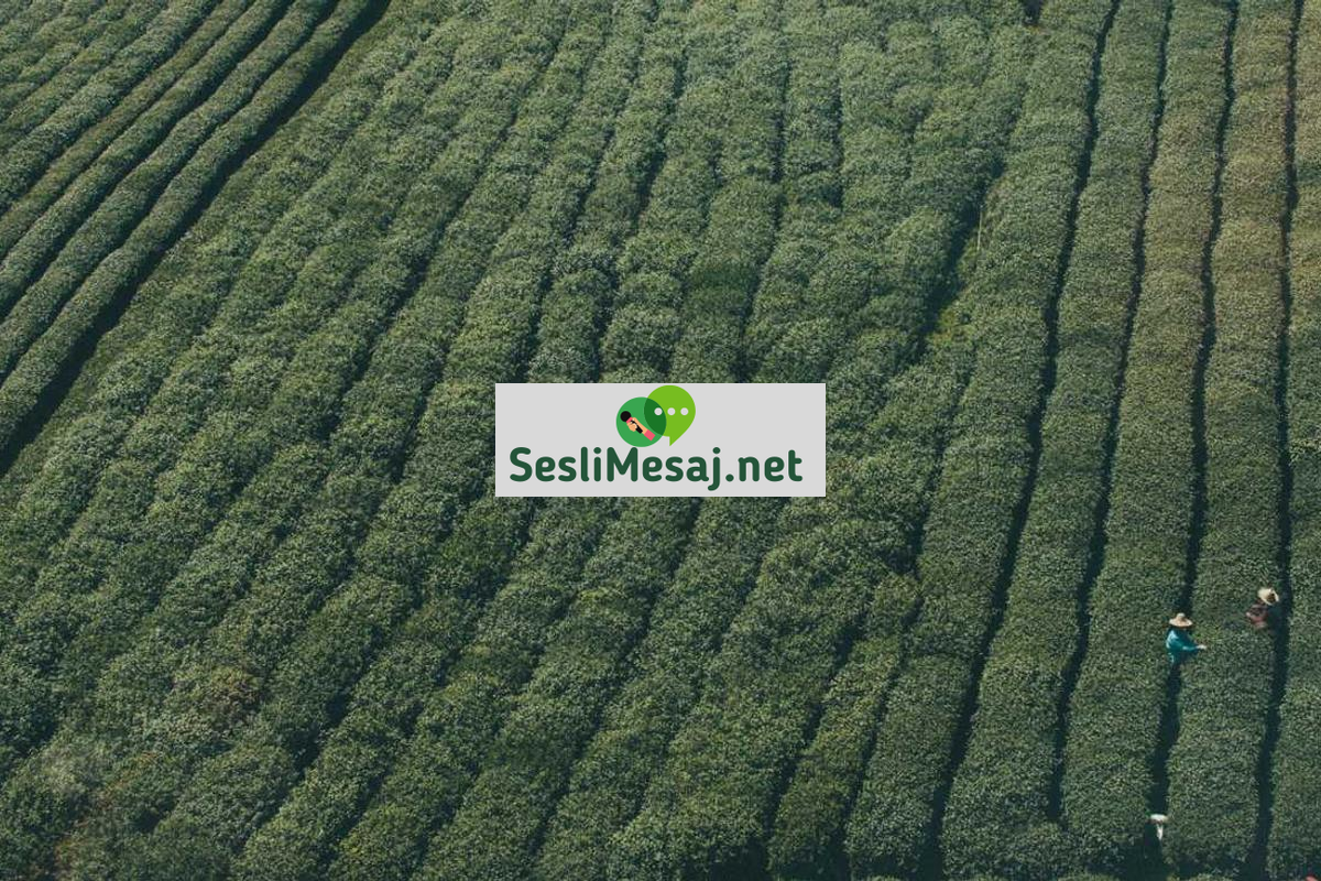 Felsefi Tartışmalarda Etik Kurallar Sohbeti: Saygı