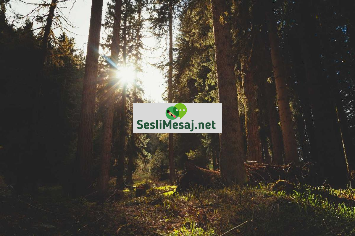 Fosil Avcılığı Sohbeti: Paleontoloji ve Keşifler