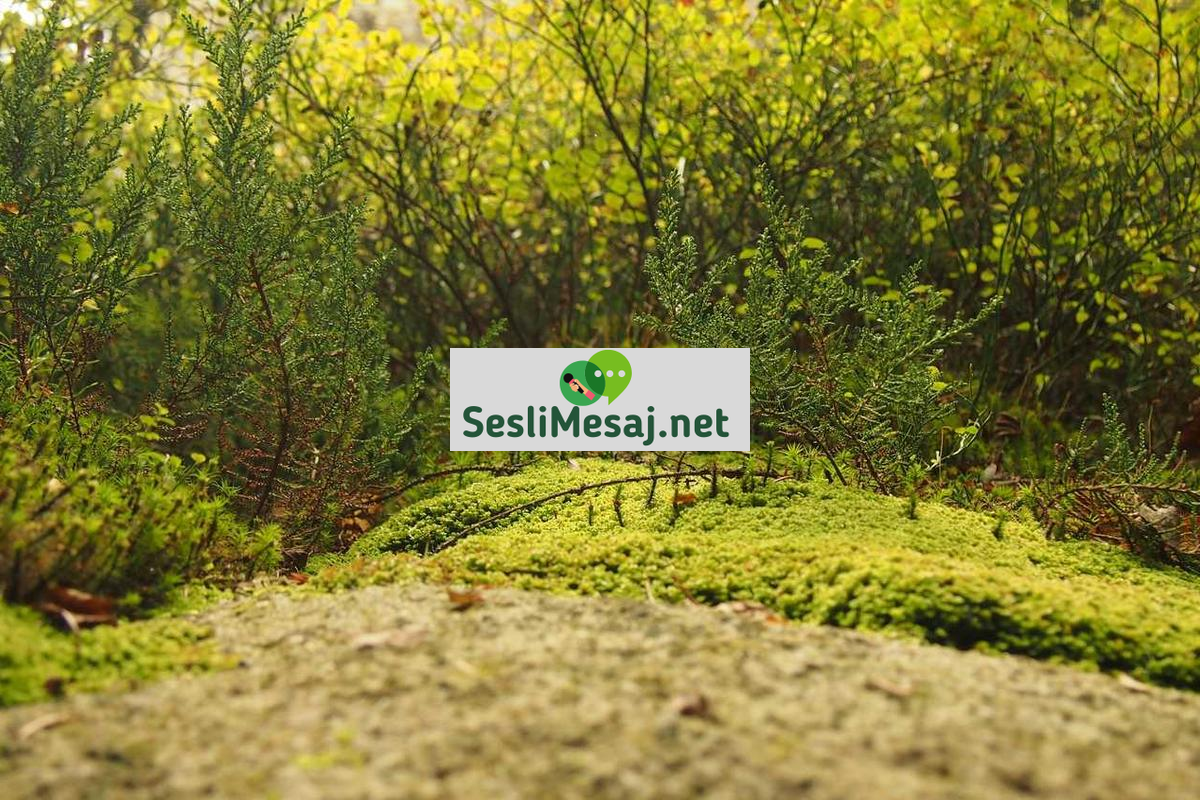 Gerçek Sohbet Siteleri: Güvenilir Kullanıcılarla Etkileşim