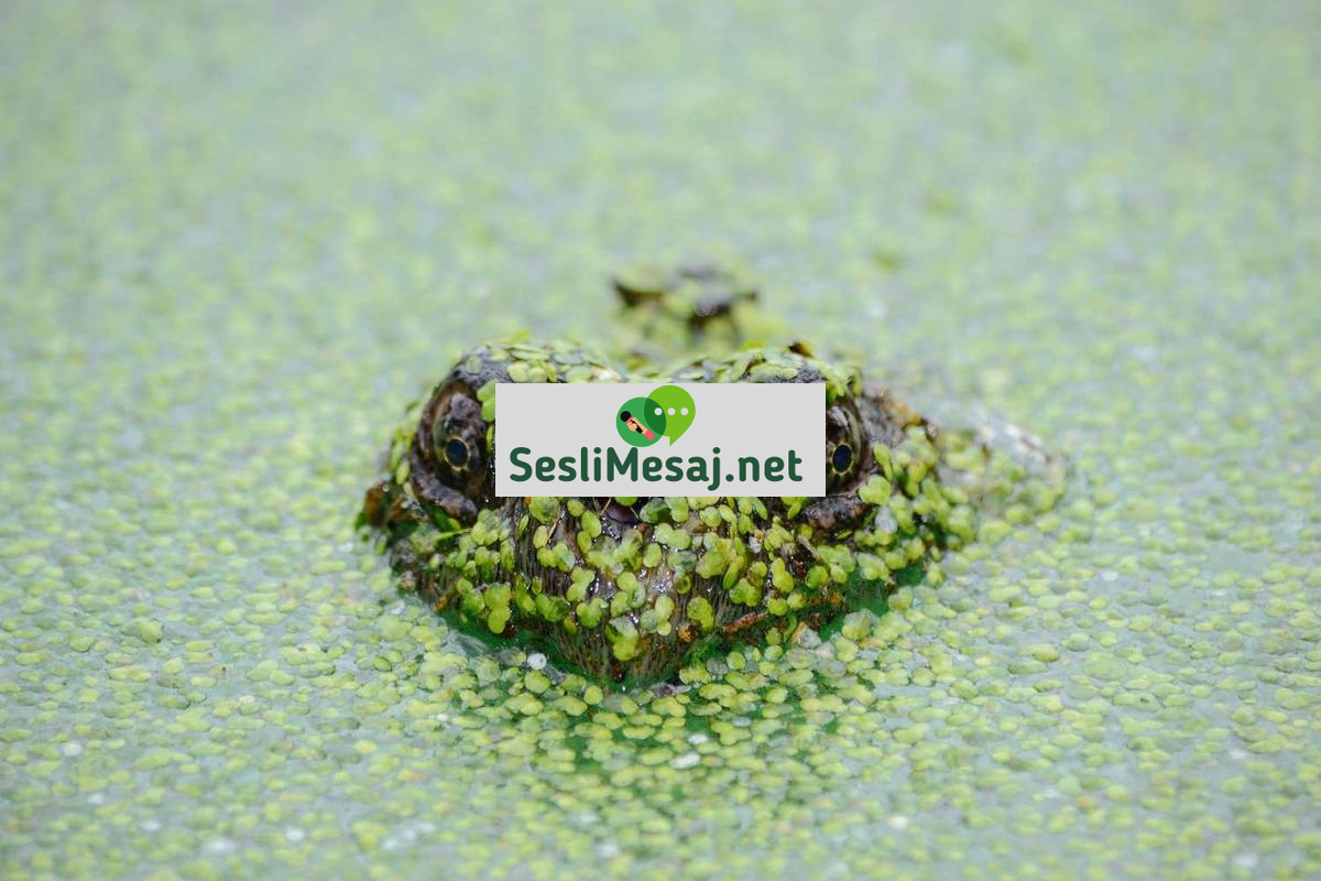 Geri Dönüşümlü Sanat Sohbeti: Atıklardan Sanat Eseri