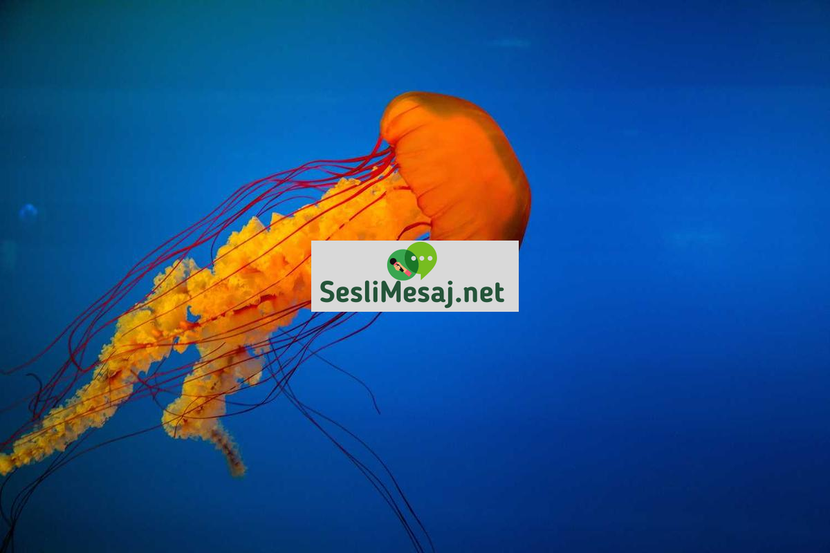 Girişimcilikte İş Fikri Geliştirme Sohbeti: Yaratıcılık