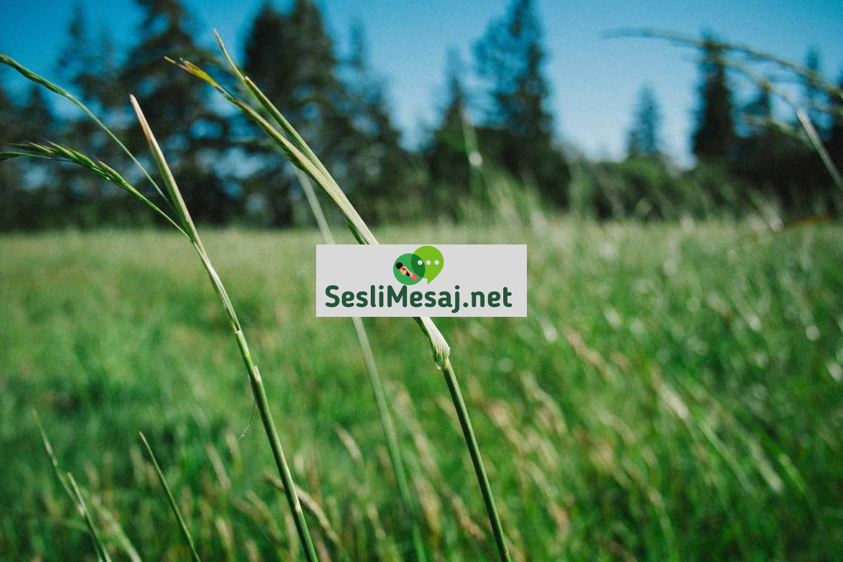 Kalp Kırık Chat: Ayrılık Sonrası Destek