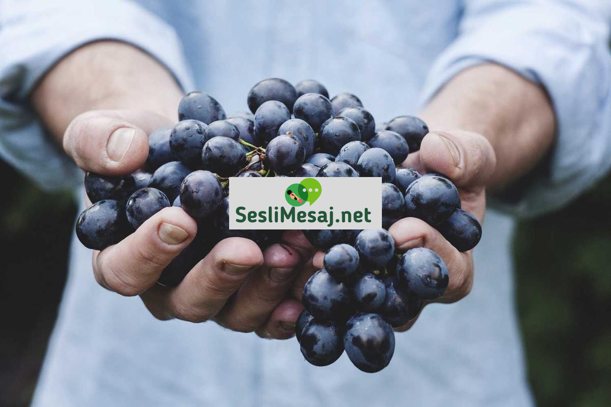 Karadeniz Sohbet: Karadeniz Bölgesine Özel Sosyal Ağlar